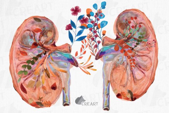 Autumn Blooming Anatomical Kidneys Decor: Where Medical Precision Meets Seasonal Artistry