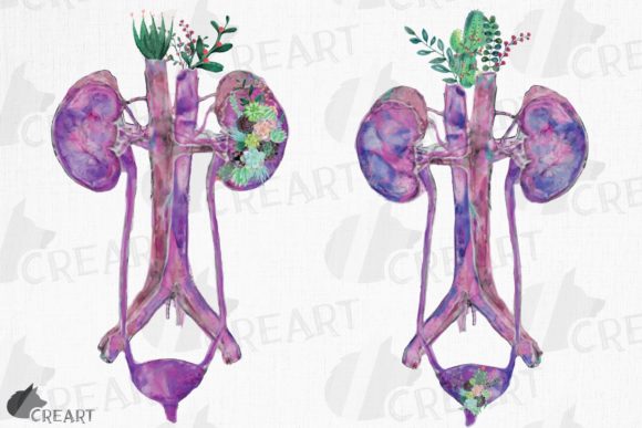 Botanical Anatomy: The Artistic Fusion of Human Urinary Tract System Succulents