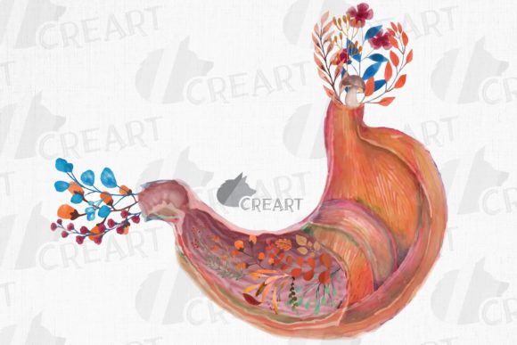 Evaluating Floral Human Anatomical Stomach Designs for Creative and Educational Projects